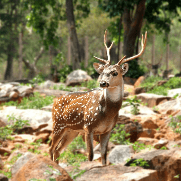 Wildlife and Marine Conservation